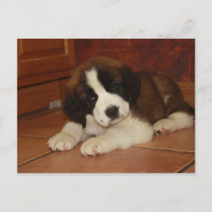 Carte Postale Adorable et doux St. Bernard Puppy