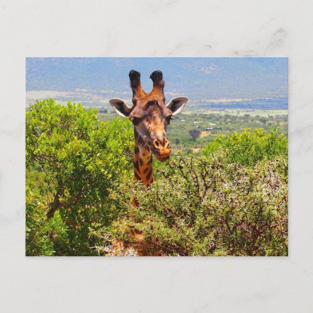 Carte Postale Adorable Giraffe Poking His Head Above The Trees (Devant)