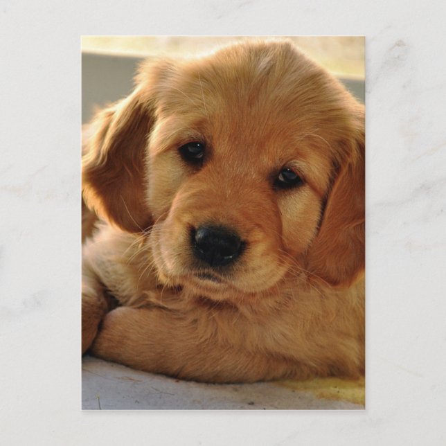 Carte Postale Adorable Golden Retriever chiot chien (Devant)