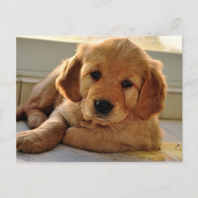 Carte Postale Adorable Golden Retriever chiot chien (Devant)