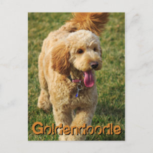 Carte Postale Adorable Goldendoodle Chien