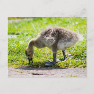 Carte Postale Adorable Gosling d'oie du Canada