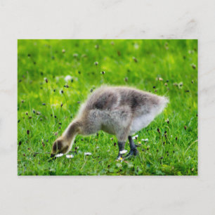 Carte Postale Adorable Gosling d'oie du Canada