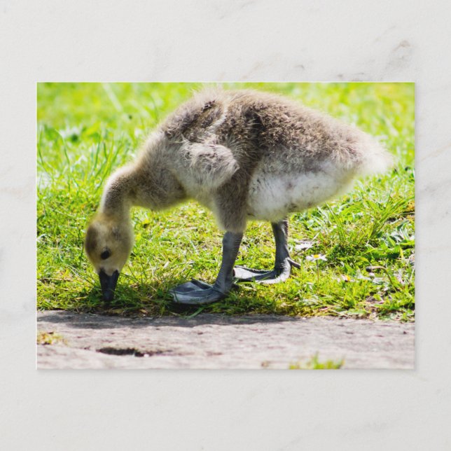 Carte Postale Adorable Gosling d'oie du Canada (Devant)