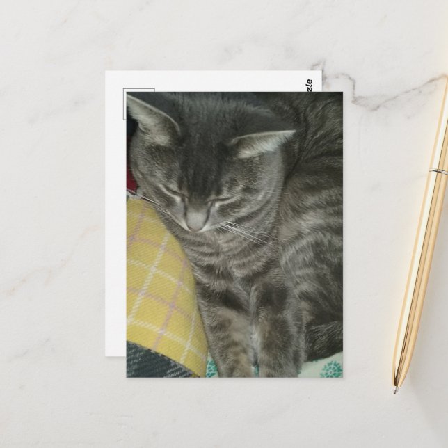 Carte Postale Adorable Gris Sleepy Tabby Kitty (Devant/Arrière en situation)