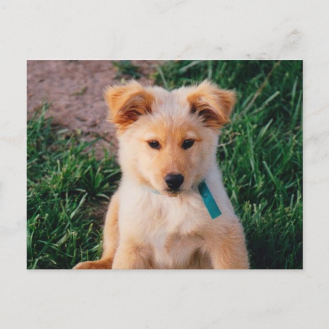 Carte Postale Adorable Mariage de race Chiot (Devant)