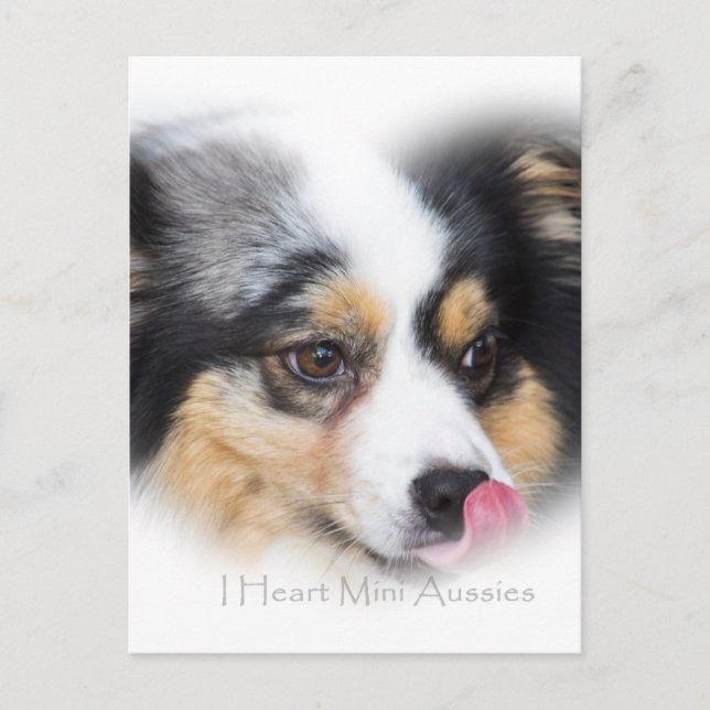 Carte Postale Adorable Mini Aussie Cadeau Assortiment (Devant)