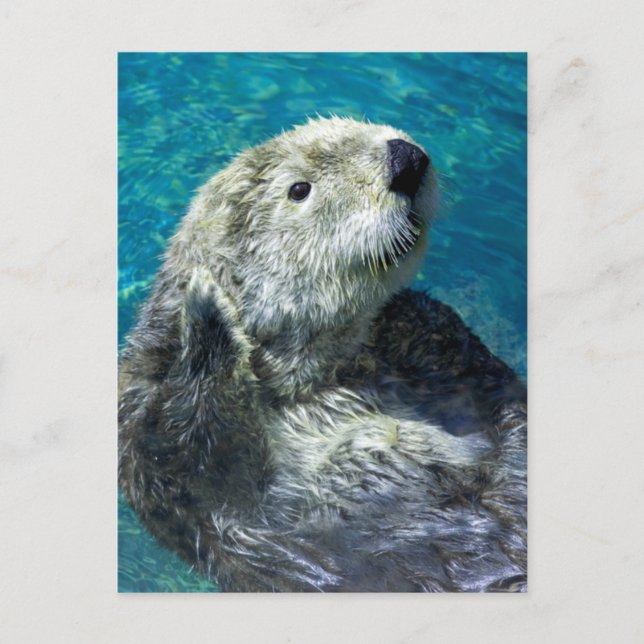Carte Postale Adorable Otter de mer Mignonne Eau Bleue (Devant)
