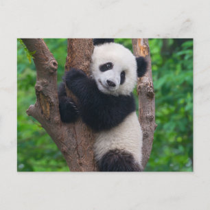 Carte Postale Adorable ours de panda sur l'arbre
