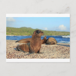 Carte Postale Adorable petit lion de mer Galapagos Îles