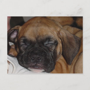 Carte postale adorable pour chicot couché