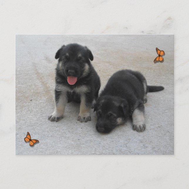 Carte postale adorable pour chiot (Devant)