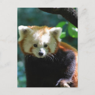 Carte postale adorable Red Panda