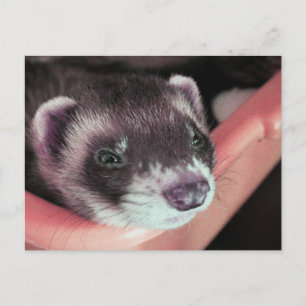 Carte Postale Adorable Sable Ferret Photo