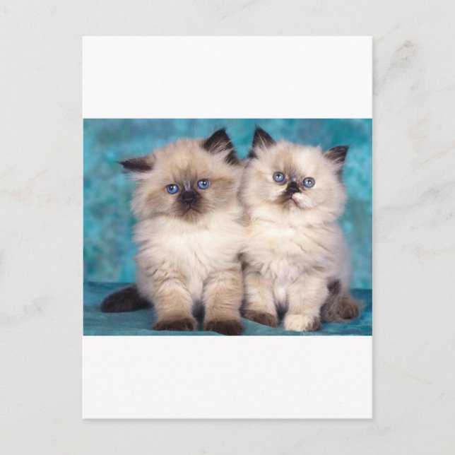 Carte Postale Adorable "Serrez-moi dans vos bras" Chatons persan (Devant)