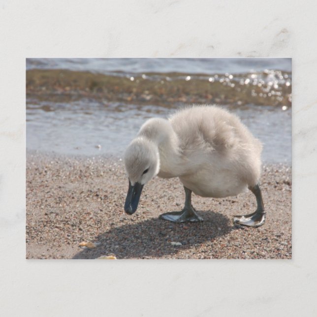 Carte postale adorable Swan Baby (Devant)