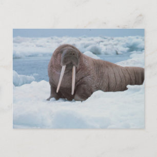 Carte Postale Adorable Walrus