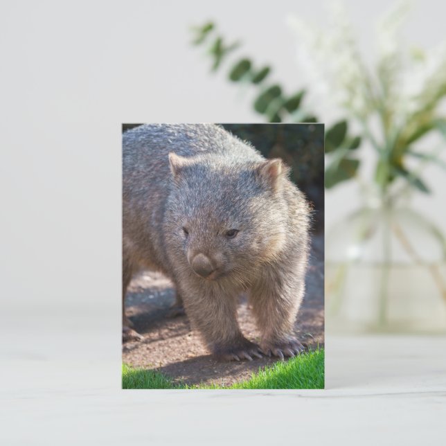 Carte Postale Adorable Wombat (Debout devant)