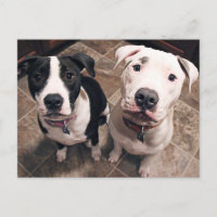 adorables chiots pitbull chiens