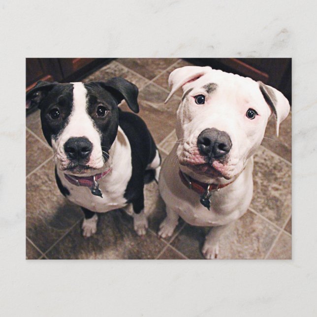 Carte Postale adorables chiots pitbull chiens (Devant)