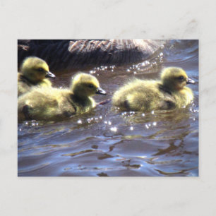 Carte Postale Adorables oisons de printemps Bébés oies nageant