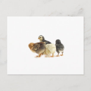 Carte Postale adorables poussins duveteux
