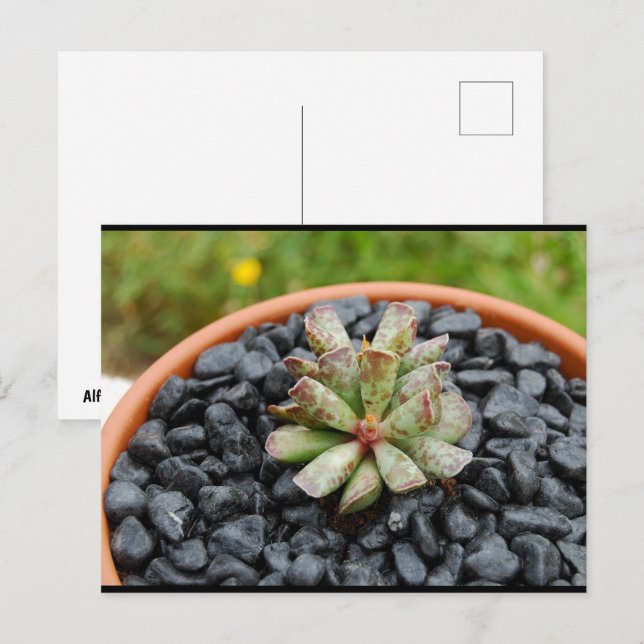 Carte Postale Adromischus, Plante Succulente (Devant / Derrière)