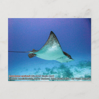 Carte Postale Aetobatus narinari (Aigle rayé)