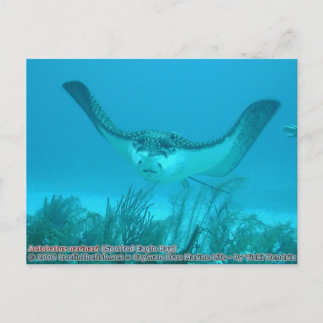 Carte Postale Aetobatus narinari (Aigle rayé) (Devant)