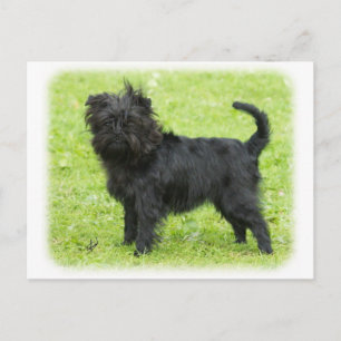 Carte Postale Affenpinscher 9R095D-090