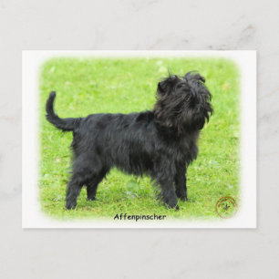Carte Postale Affenpinscher 9R095D-093