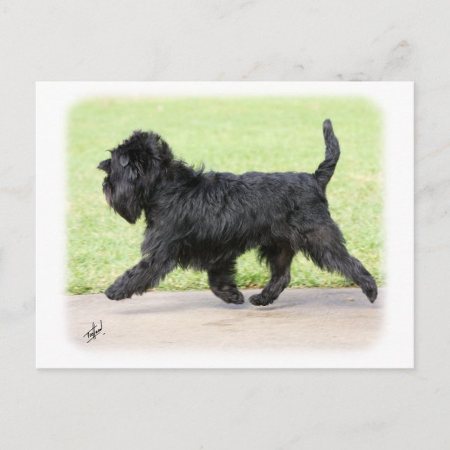 Carte Postale Affenpinscher 9Y516D-063 (Devant)