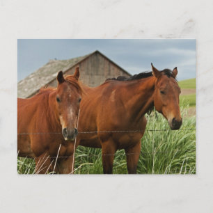Carte Postale Affichage des chevaux dans un champ de la Palouse 