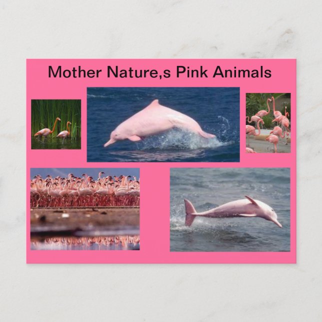 Carte Postale affichage rose extraordinaire des dauphins et des (Devant)