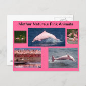 Carte Postale affichage rose extraordinaire des dauphins et des (Devant / Derrière)