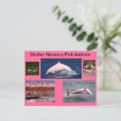 Carte Postale affichage rose extraordinaire des dauphins et des (Debout devant)