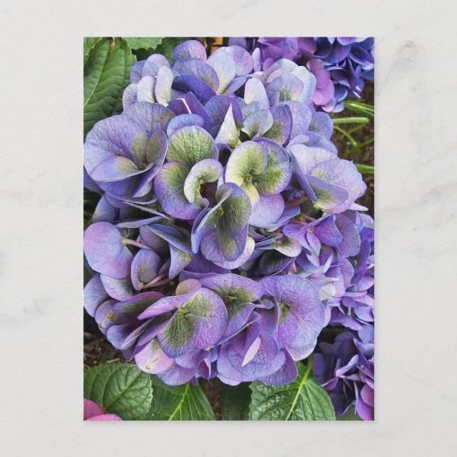 Carte Postale Affiche à motif d'hortensia, papier de valeur (sem (Devant)