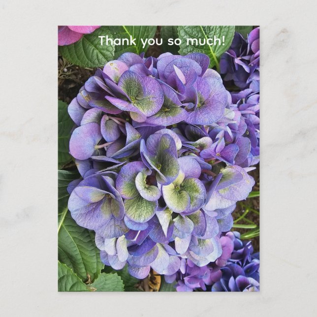 Carte Postale Affiche à motif d'hortensia, papier de valeur (sem (Devant)
