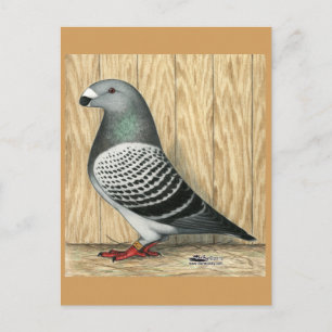 Carte Postale Afficher le contrôle du support racer