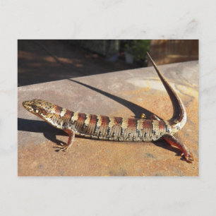 Carte Postale Afficher Low Arizona King's Place Alligator Lizard