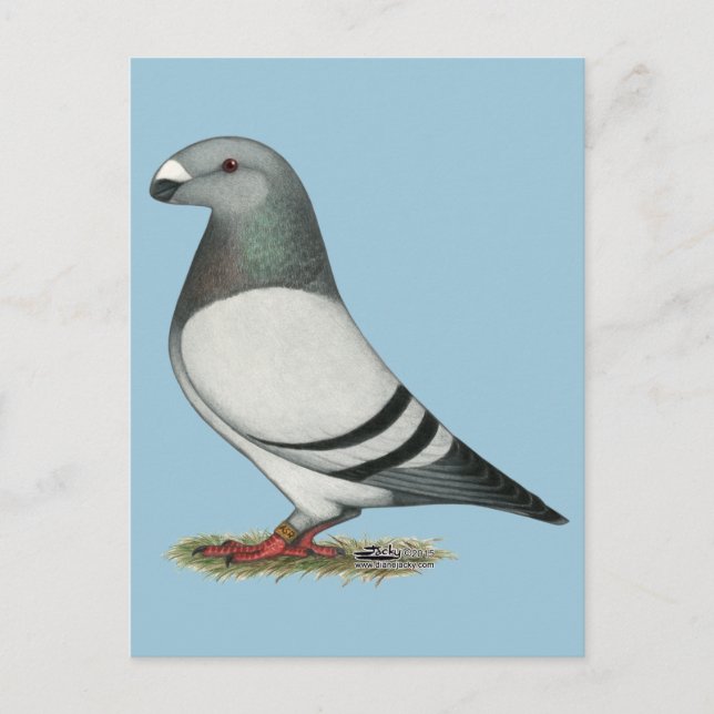 Carte Postale Afficher Pigeon Barre Bleue Racer (Devant)