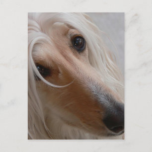 Carte postale Afghan Hound