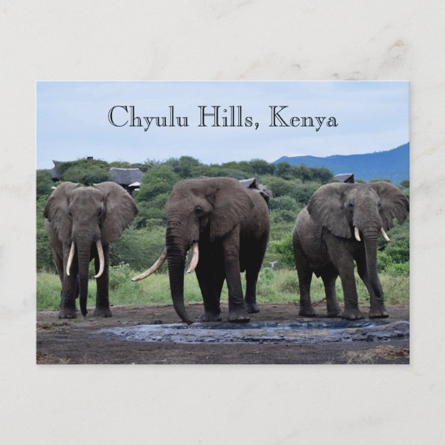 Carte Postale Africa Elephants Kenya, Chyulu Hills (Devant)