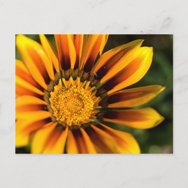 Carte postale africaine Daisy (Devant)