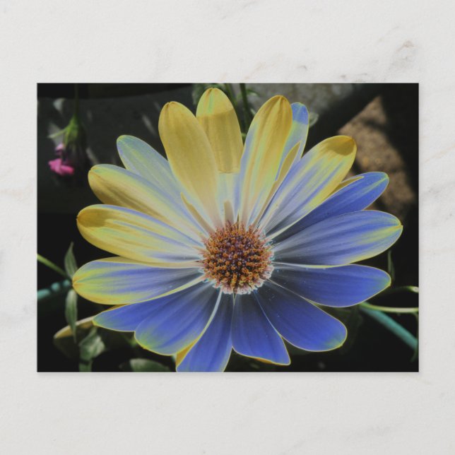 Carte postale africaine Daisy Lapis et Gold (Devant)