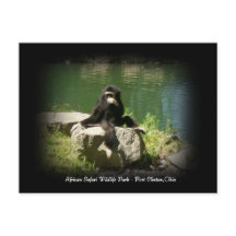 Carte postale africaine Safari Wildlife Ohio