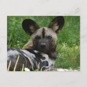 Carte postale africaine Wild Dog
