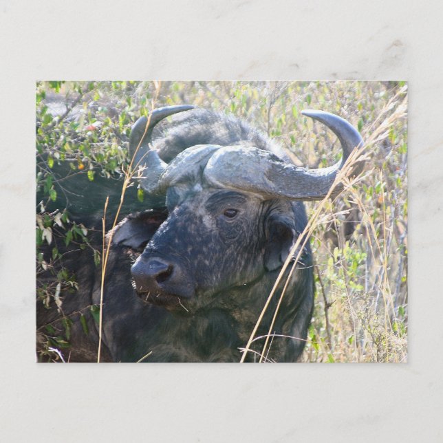 Carte Postale African buffalo (Devant)