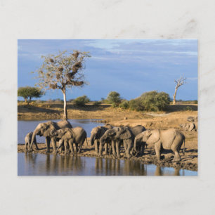 Carte Postale African Bush Elephant