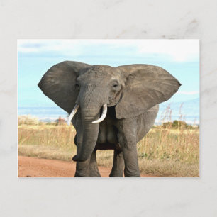 Carte Postale African Bush Elephant Marching to succès objectif